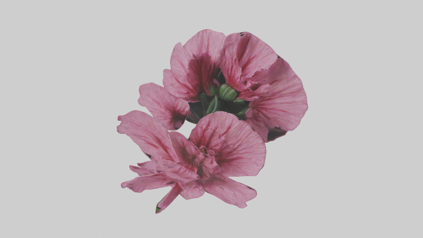 3D model Dianthus model VR / AR / low-poly