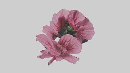 3D model Dianthus model VR / AR / low-poly
