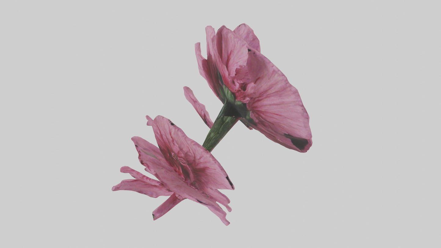 3D model Dianthus model VR / AR / low-poly