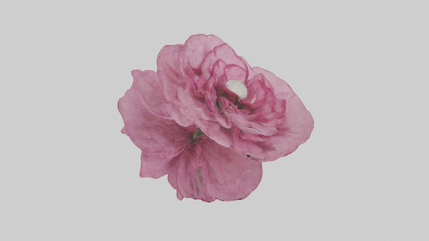 3D model Dianthus model VR / AR / low-poly