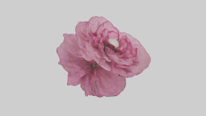 3D model Dianthus model VR / AR / low-poly