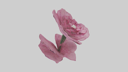 3D model Dianthus model VR / AR / low-poly