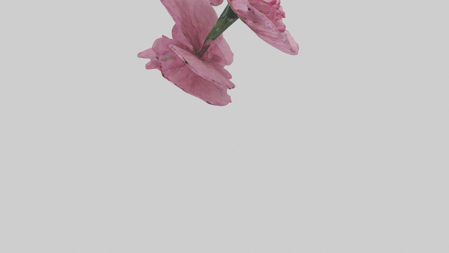 3D model Dianthus model VR / AR / low-poly