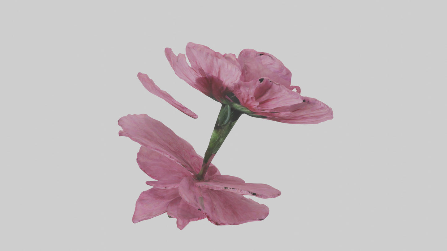 3D model Dianthus model VR / AR / low-poly