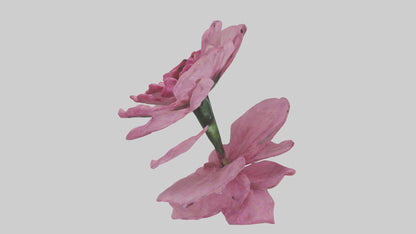 3D model Dianthus model VR / AR / low-poly