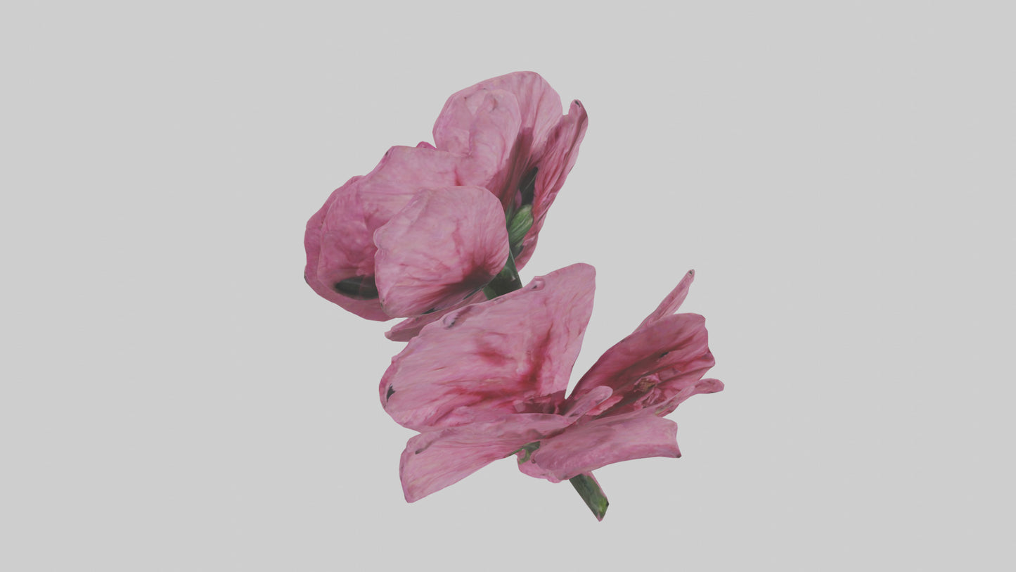 3D model Dianthus model VR / AR / low-poly