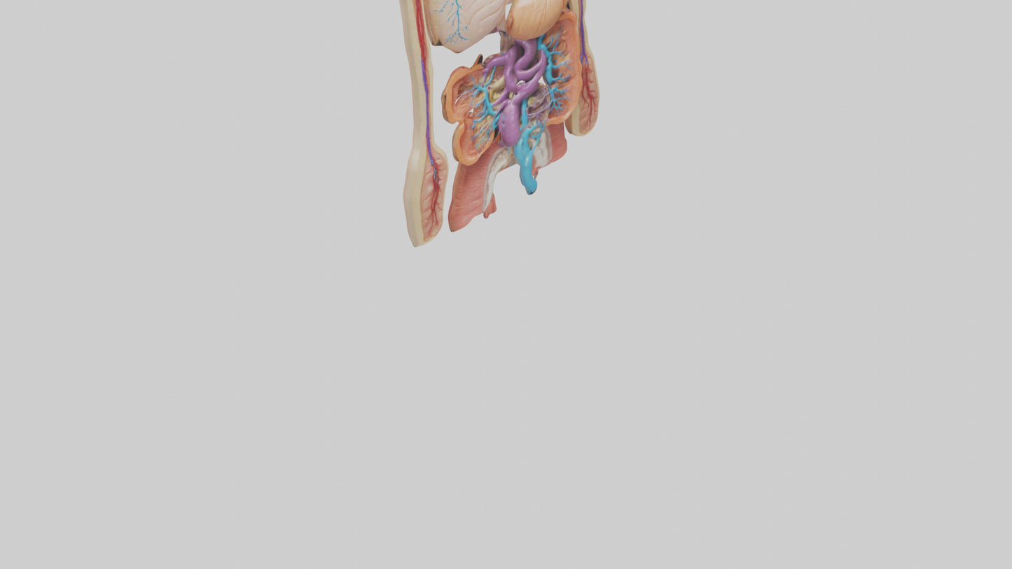3D model Digestive System Model VR / AR / low-poly