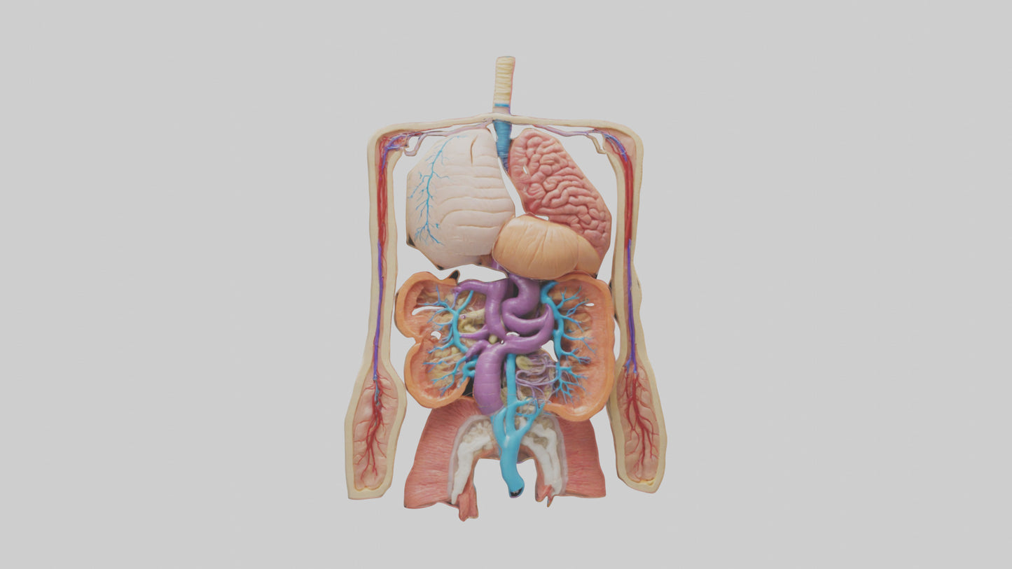 3D model Digestive System Model VR / AR / low-poly