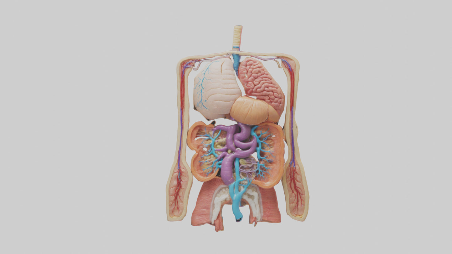 3D model Digestive System Model VR / AR / low-poly