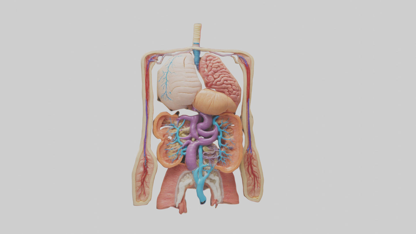 3D model Digestive System Model VR / AR / low-poly