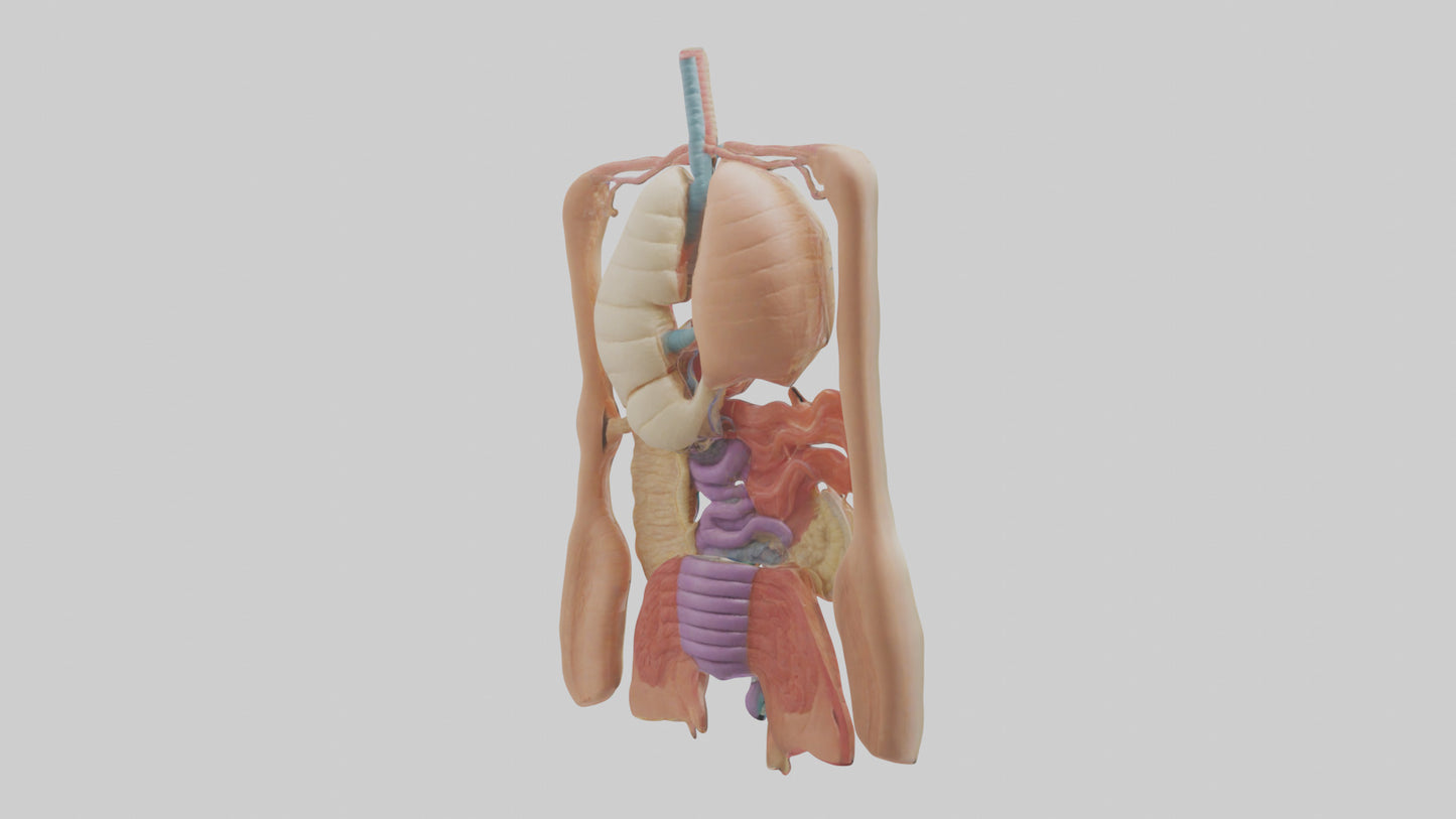 3D model Digestive System Model VR / AR / low-poly