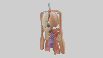 3D model Digestive System Model VR / AR / low-poly