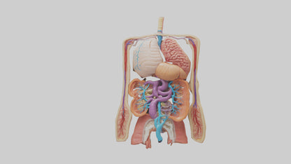 3D model Digestive System Model VR / AR / low-poly