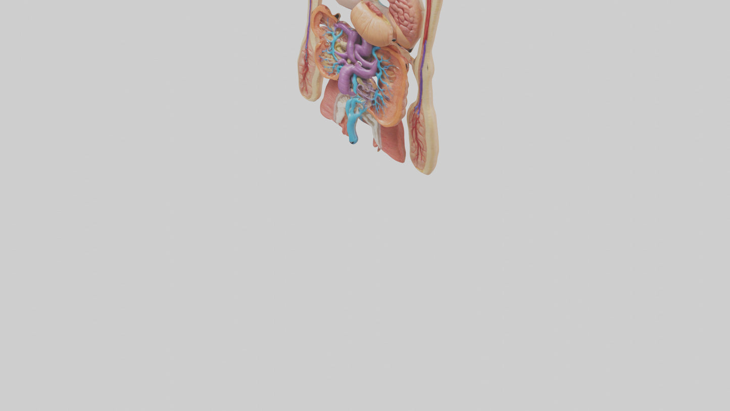 3D model Digestive System Model VR / AR / low-poly