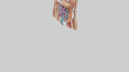3D model Digestive System Model VR / AR / low-poly