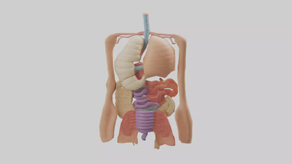 3D model Digestive System Model VR / AR / low-poly
