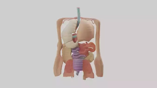 3D model Digestive System Model VR / AR / low-poly