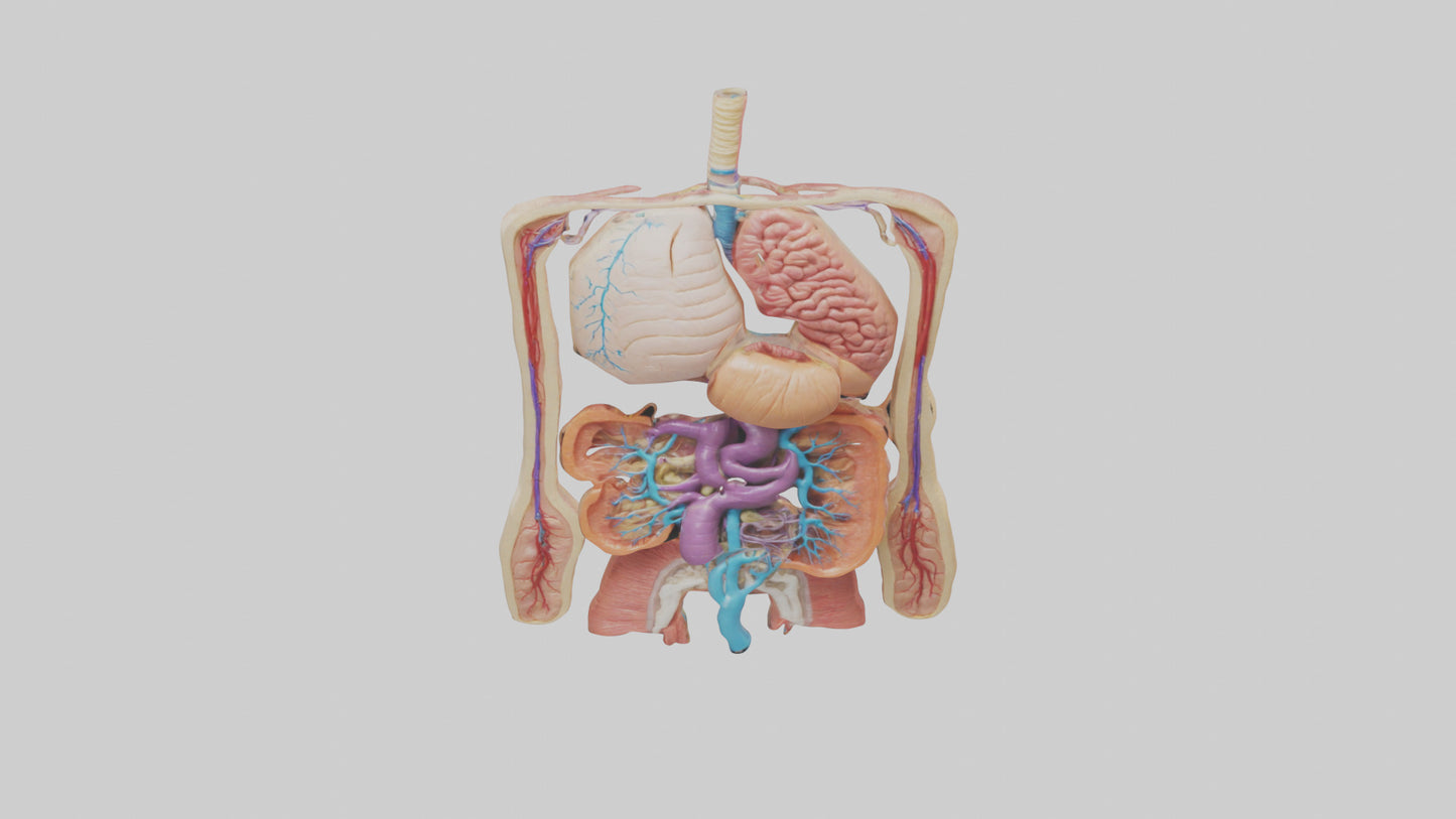 3D model Digestive System Model VR / AR / low-poly