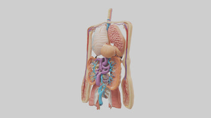 3D model Digestive System Model VR / AR / low-poly