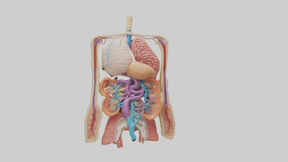3D model Digestive System Model VR / AR / low-poly