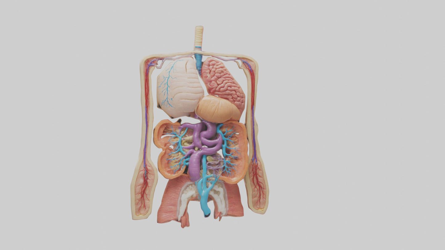3D model Digestive System Model VR / AR / low-poly