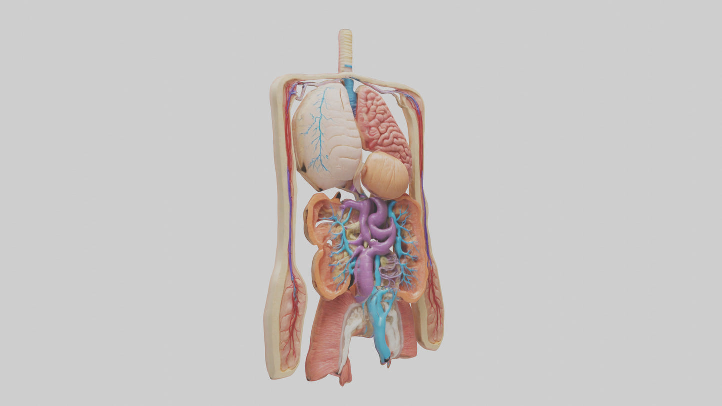 3D model Digestive System Model VR / AR / low-poly