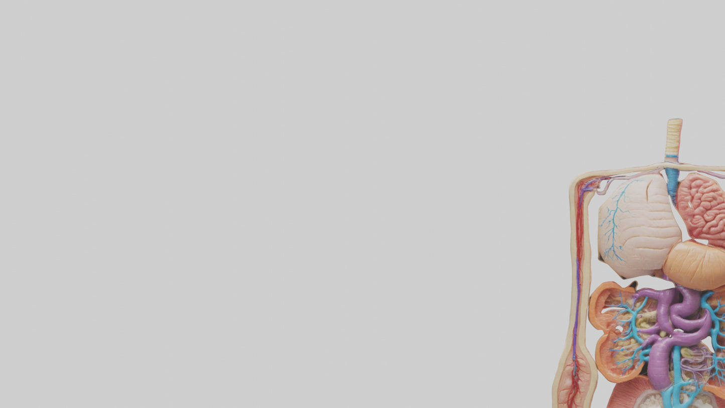 3D model Digestive System Model VR / AR / low-poly