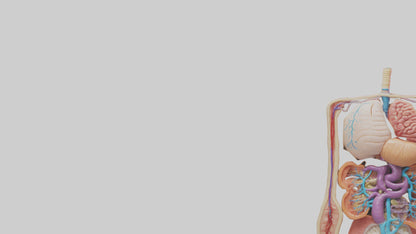 3D model Digestive System Model VR / AR / low-poly