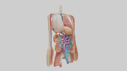 3D model Digestive System Model VR / AR / low-poly