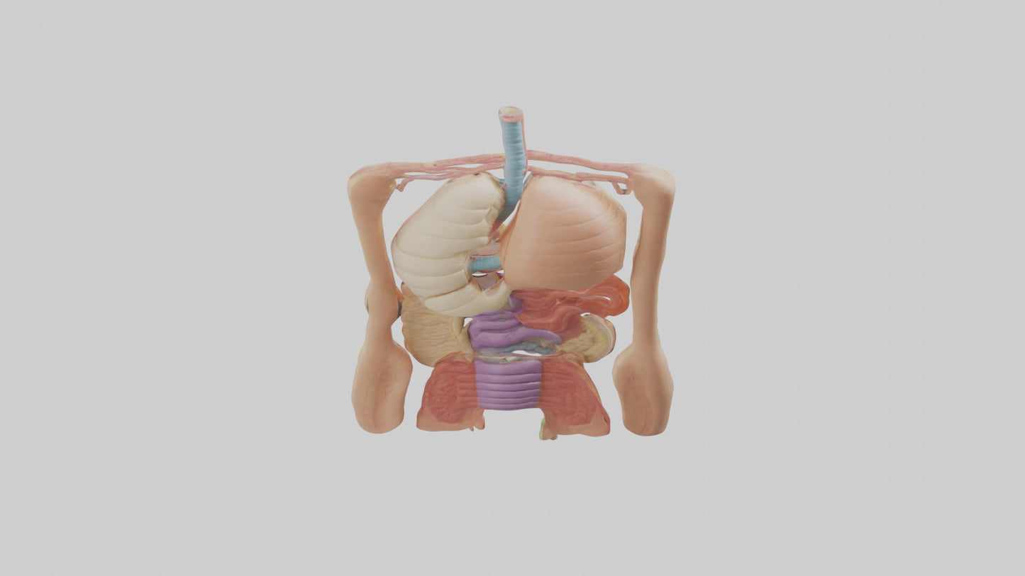 3D model Digestive System Model VR / AR / low-poly