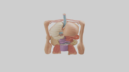 3D model Digestive System Model VR / AR / low-poly