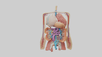 3D model Digestive System Model VR / AR / low-poly