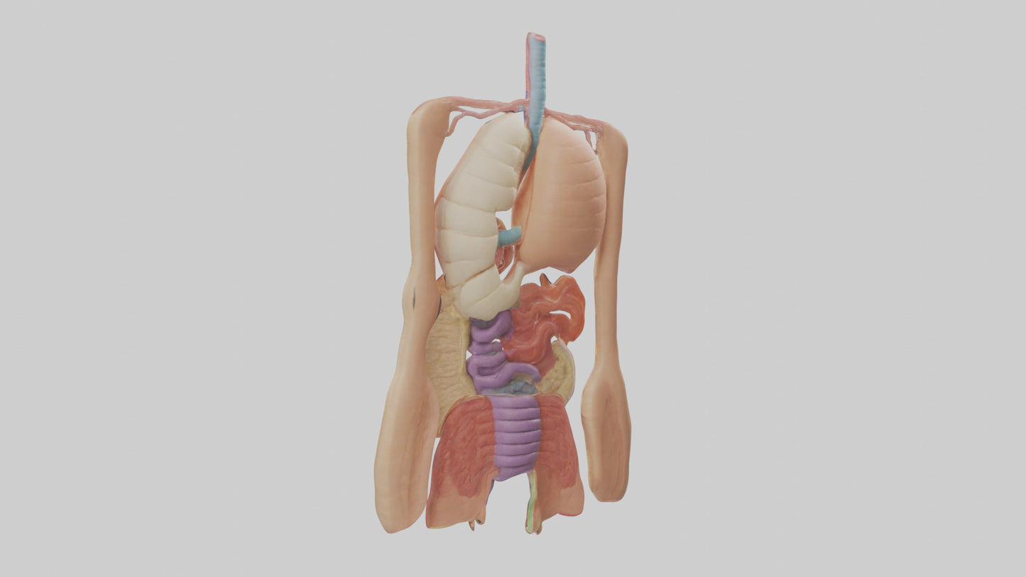 3D model Digestive System Model VR / AR / low-poly
