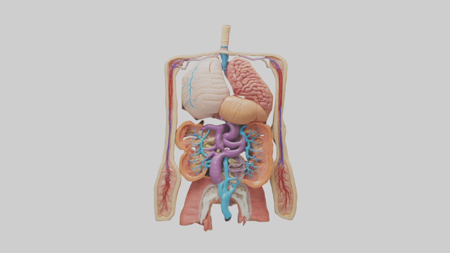 3D model Digestive System Model VR / AR / low-poly