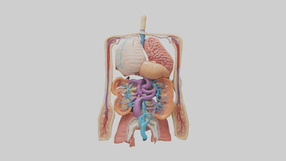3D model Digestive System Model VR / AR / low-poly