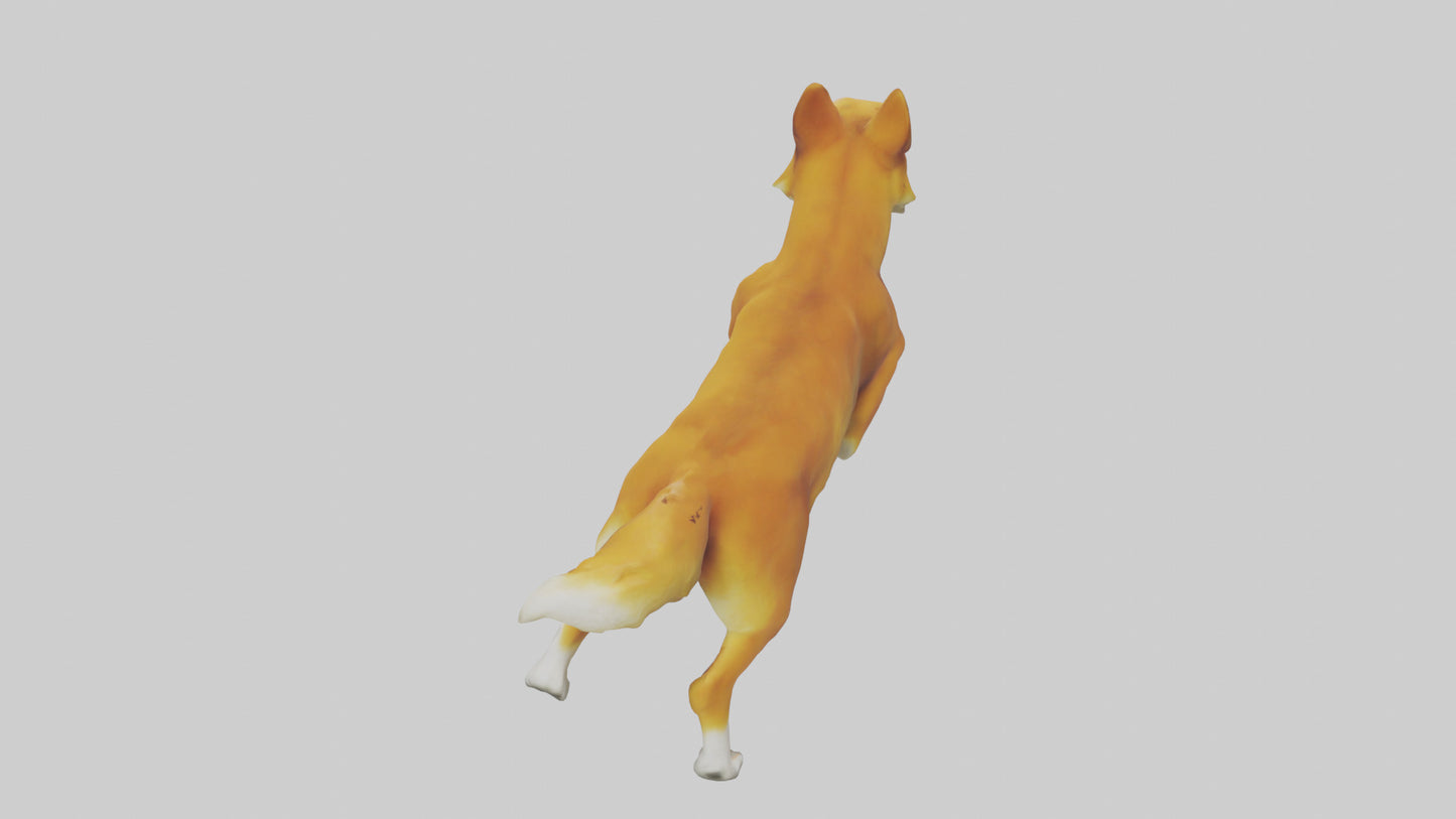 Dingo chasing prey model 3D model