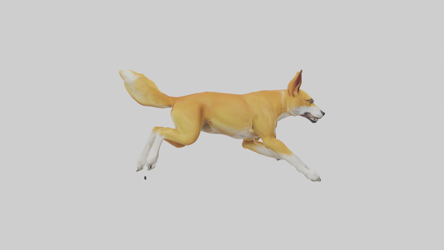 Dingo dog running model VR / AR / low-poly