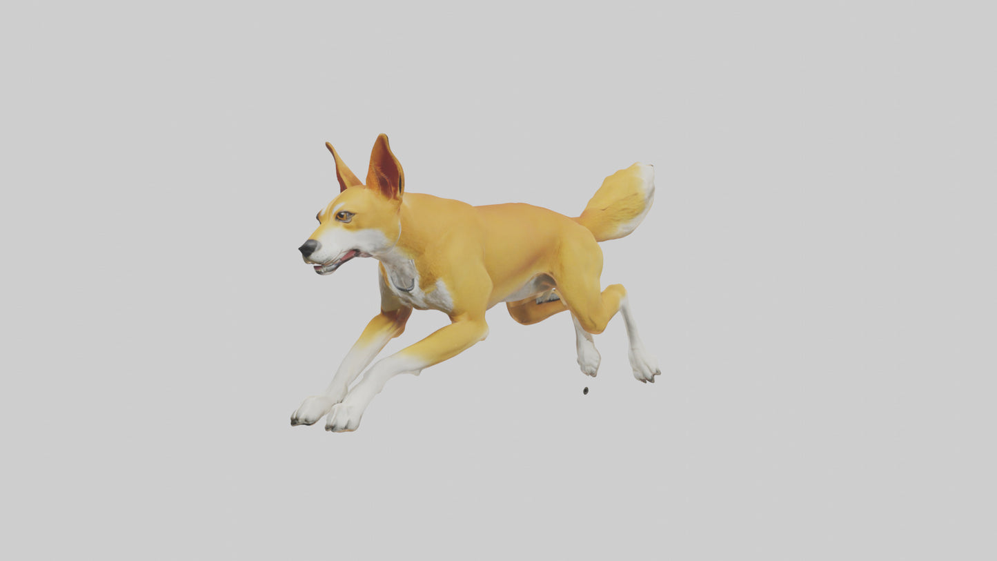 Dingo dog running model VR / AR / low-poly