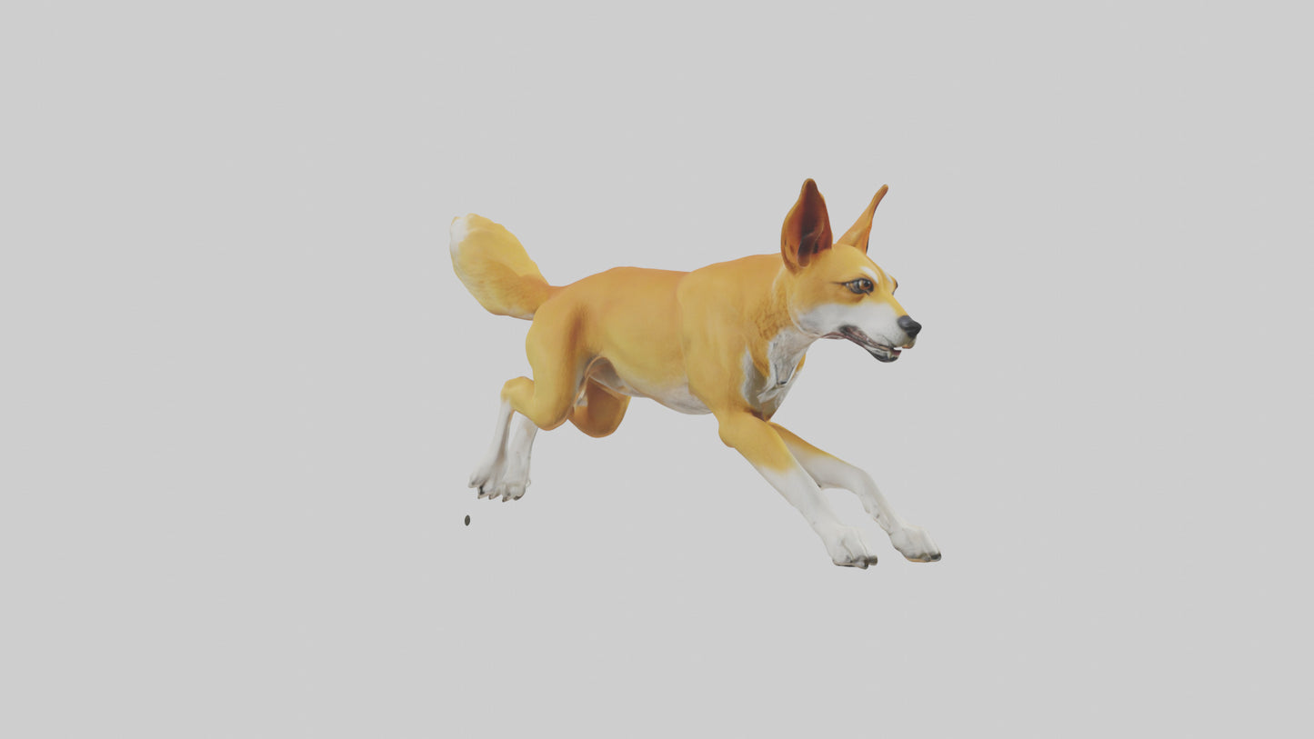 Dingo dog running model VR / AR / low-poly