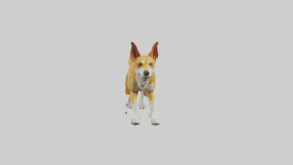 Dingo dog running model VR / AR / low-poly