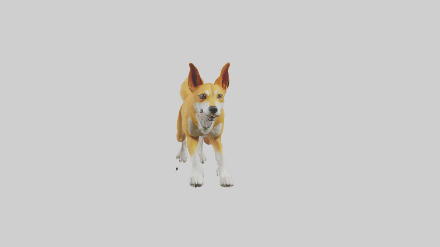 Dingo dog running model VR / AR / low-poly