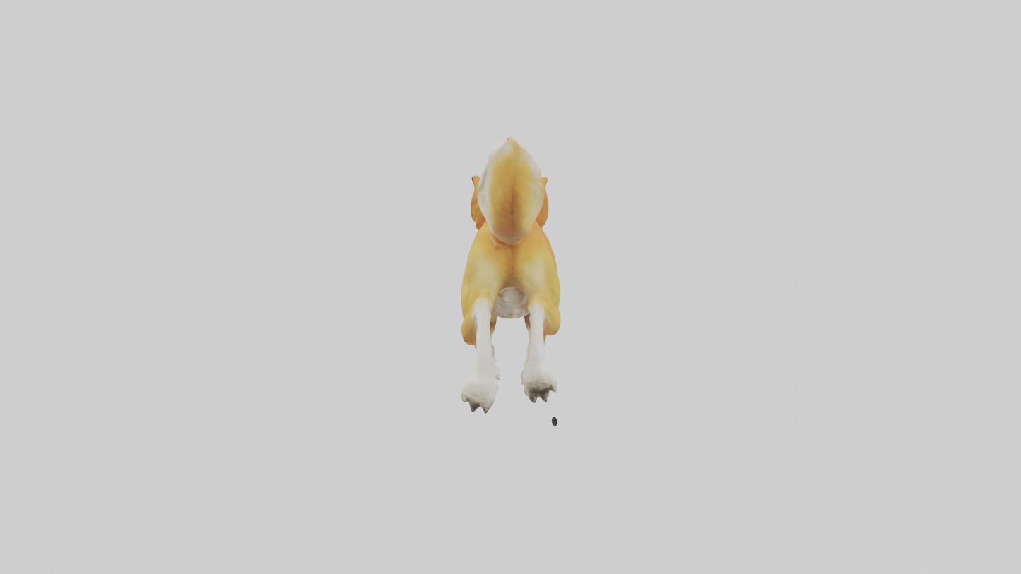 Dingo dog running model VR / AR / low-poly
