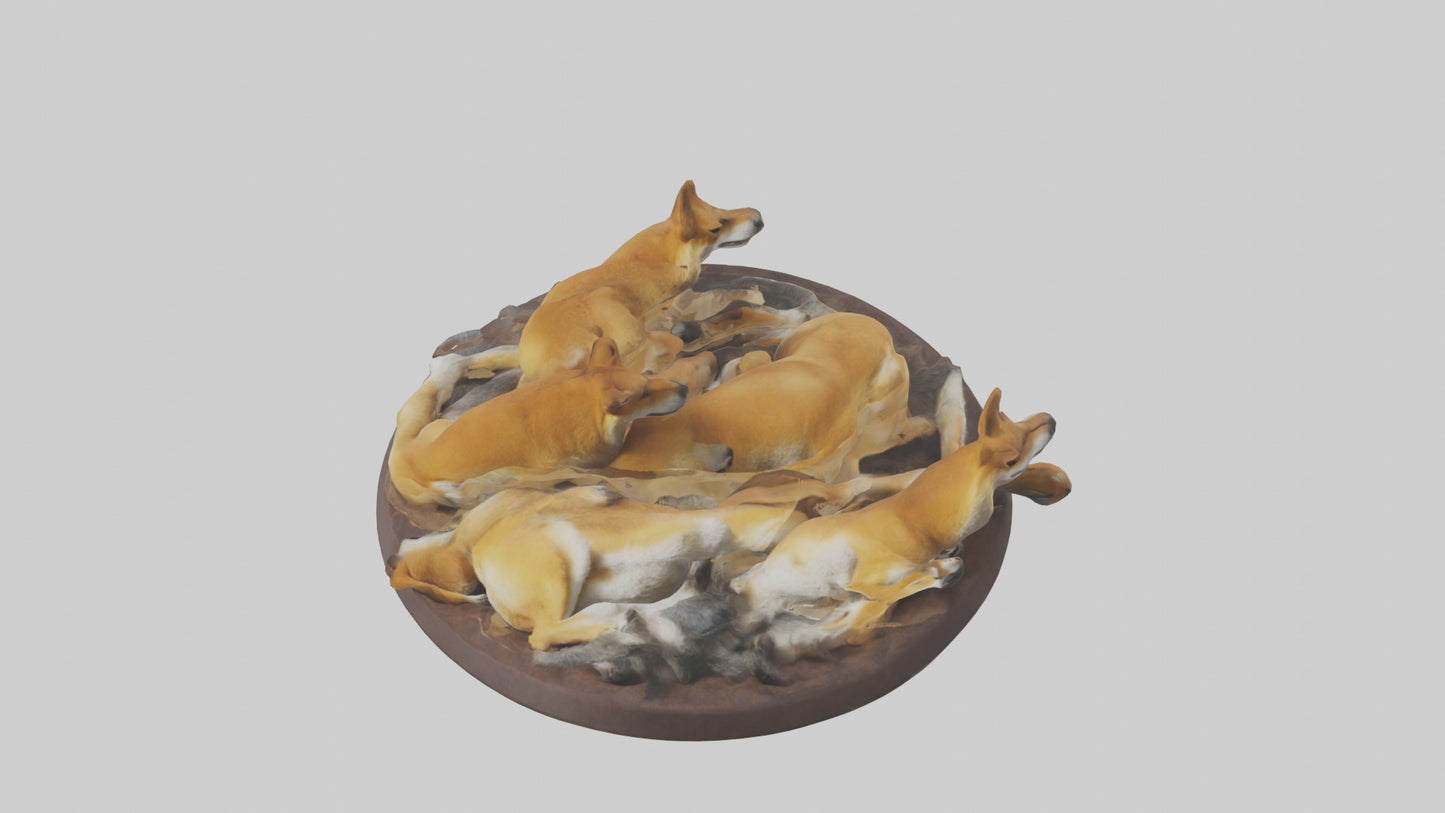 Dingo pack resting model 3D model