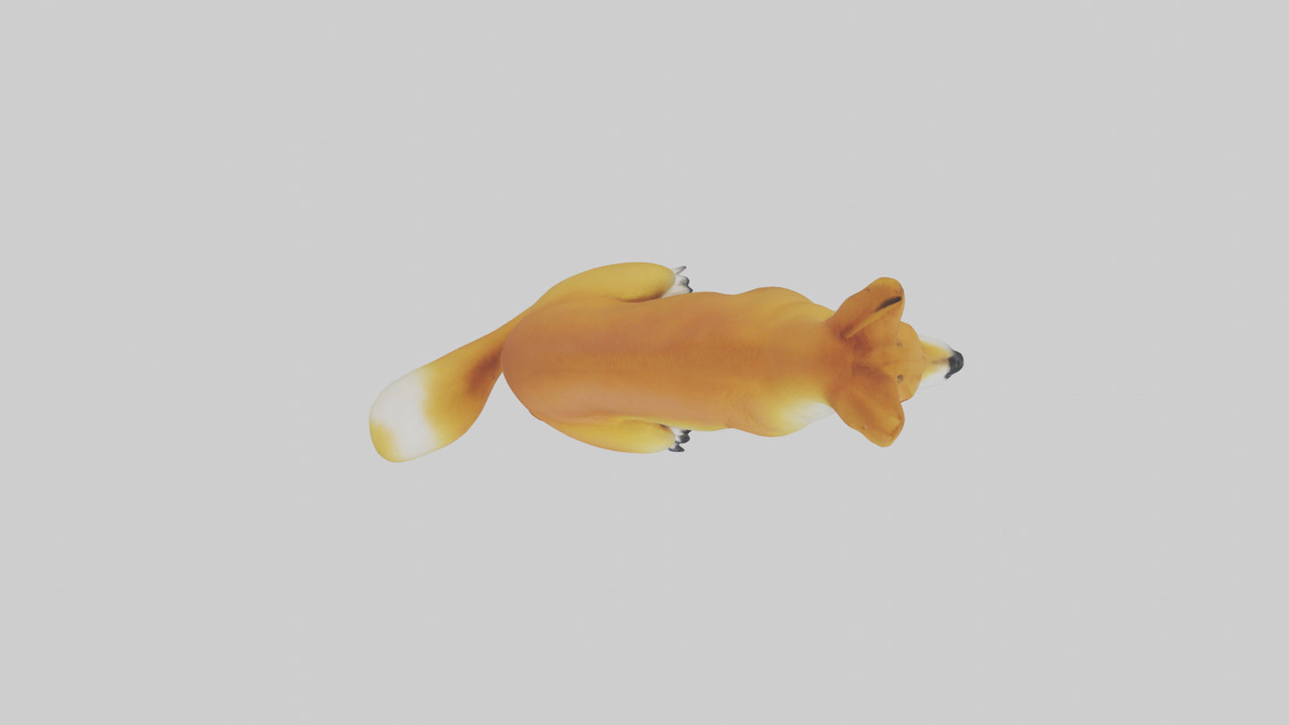 Dingo sitting model 3D model