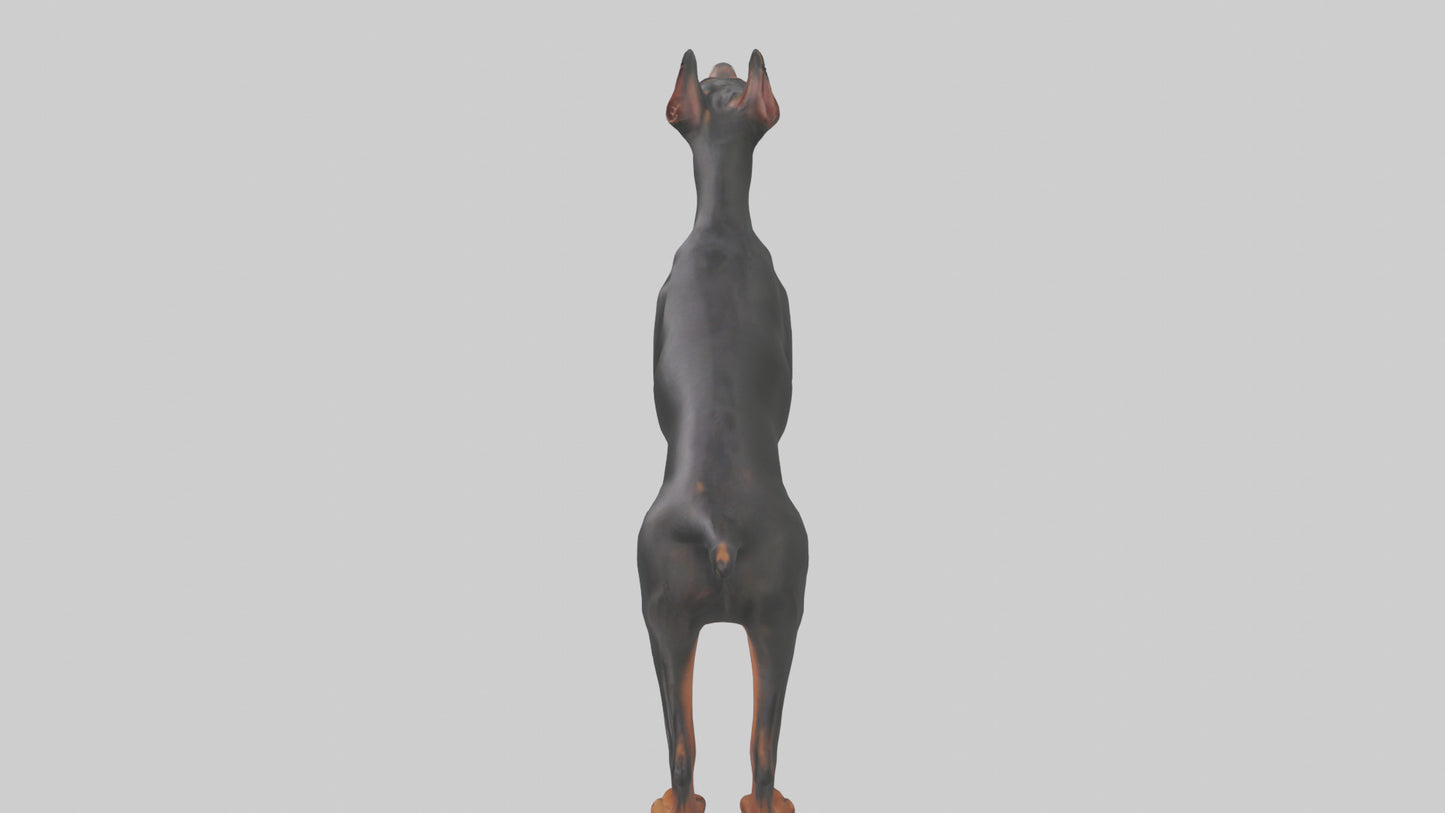 Doberman Pinscher alert model 3D model