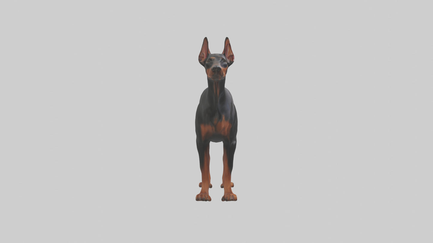Doberman Pinscher alert model 3D model