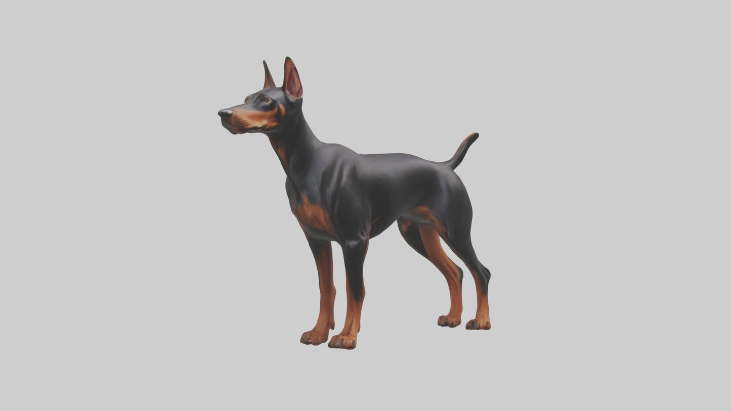 Doberman Pinscher alert model 3D model