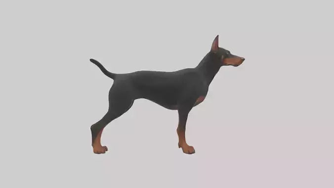 Doberman Pinscher alert model 3D model