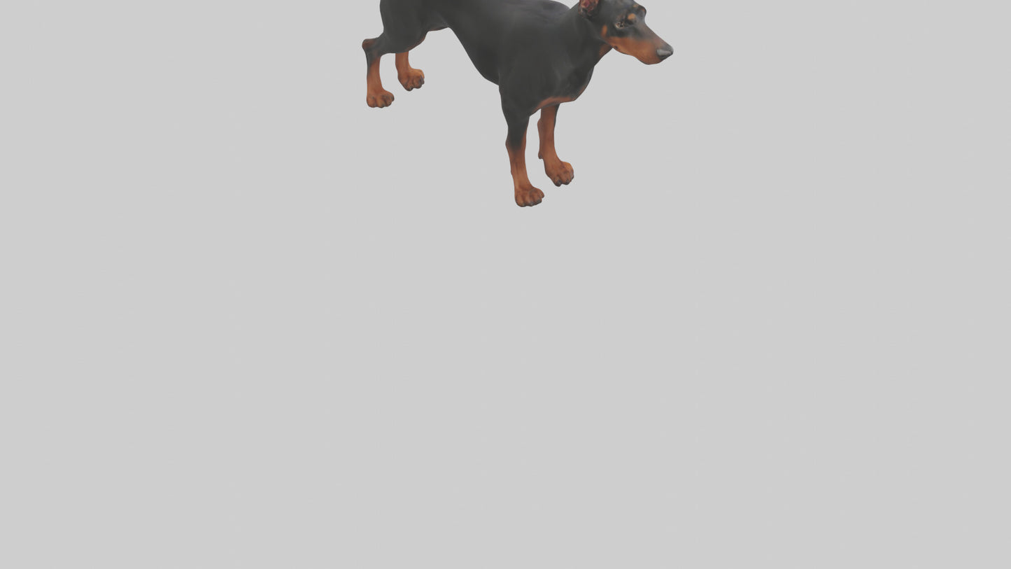 Doberman Pinscher alert model 3D model