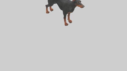 Doberman Pinscher alert model 3D model